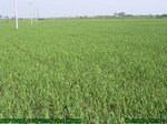 43482007.8.11.st4.JPG