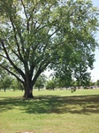 8804Cottonwood.jpg