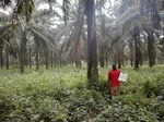 12323GT220_oilpalm_plantation_with_chromolaena.JPG
