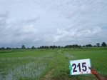 127700215b-irrigated-canal-rice.gif