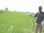 62310391a-irrigated-canal-rice-doublecrop.jpg
