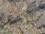 10385vp-073-Rangeland-scrub-a.jpg