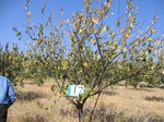 10179017-irrri-orchard-sw-1a.jpg