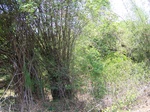 527027042008(52).JPG