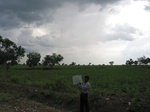 7960gt86b_mix_of_sunflower_maize.jpg