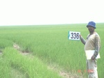 132100336a-irrigated-canal-rice.gif