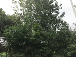 2017-09-12_10-45-09_0FFA2CC7-33E2-4005-8489-AC40052E3A46.jpg