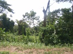 8948RIMG0022.JPG