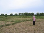 1039804-croplant-riceb.gif