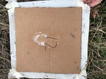 2020-10-30_10-44-37_Lake Arcadia Feb 15-2020 Trap 12.png