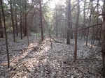 2020-11-17_11-49-17_P8270084_P1_C1.JPG