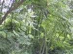 1135R0015325.jpg