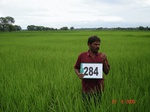 73360284a-irrigated-supplemental-groundwater-openwell-rice-doublecrop-wheat.jpg