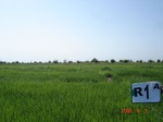 58R1A_Irrigated_SW_Rice_FS_SC_1a.JPG