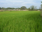 1804120100120_gt02a_Agriculture_Rice_Irrigated_Triple_Continous.JPG