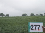 73160277a-rainfed-agriculture-soyabean.jpg