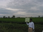 7903gt106a_cropland_rice.jpg