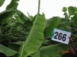 72790266a-irrigated-supplemental-groundwater-drip-irrigation-plantation-banana.jpg