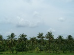 541810052008(26).JPG