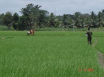 6434099d-irrigated-supplemental-major-tank-rice-doublecrop-sugarcane.jpg