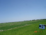 53R2B_Irrigated_SW_Rice_FS_SC_1b.JPG