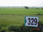 74910329c-irrigated-canal-rice.jpg