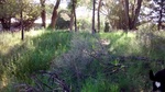 2017-06-05_15-53-43_GameTrail_COPU103_052717_East.jpg