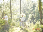 6611gt084-forest-2.jpg