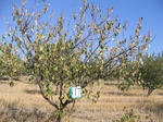 8001017-irrri-orchard-sw-1b.jpg