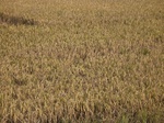 3237R0017271.JPG