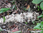2017-09-12_16-47-02_Buffalo Creek, tree fungus,  Farmville Va.JPG