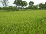 1802520090930_gt02a_Agriculture_Rice_Irrigated_Triple_Continous.JPG