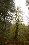 2017-05-12_12-53-24_Feb17-511-OR.jpg