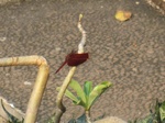 14964IMG_5358.JPG