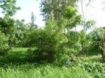 19414P1010261.JPG