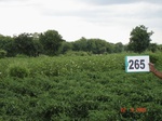 72780265c-irrigated-supplemental-groundwater-cotton-dominant-maize.jpg