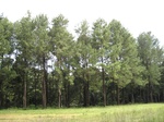 16186IMG_4944.JPG
