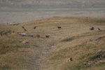 4251IMG_8890.JPG