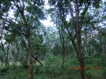 2012-09-26_20-48-13_CIMG1118.JPG