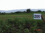 70870205c-rainfed-agriculture-cotton-dominant-gram.jpg