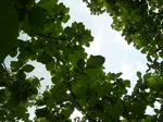 18824P1000663.JPG