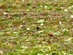 2017-06-12_12-50-22_DSCN3811.JPG