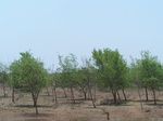 531101052008(60).JPG