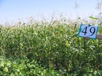 8067049-Irrigated (SW) maize-gram-strips-a.jpg
