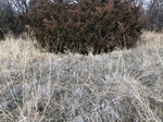 2020-10-30_10-44-36_Lake Arcadia Feb 15_2020_Grass_East.jpg