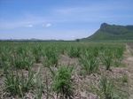 18145CentralThailand-1 (8).JPG