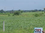 73320282c-rainfed-agriculture-soyabean.jpg