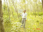 6596gt076-forest-3.jpg