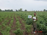 72920269c-irrigated-supplemental-groundwater-openwell-mixed-crop-chilli-dominant-cotton-maize.jpg