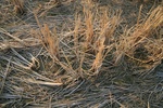 4467IMG_7017.jpg